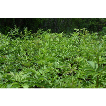 Bez koralowy - Sambucus racemosa