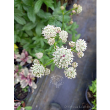 Jarzmianka - Astrantia