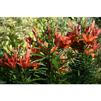 Lilia azjatycka Abbeville`s Pride - Lilium asiatic