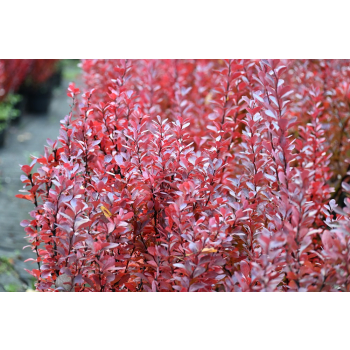 Berberys Thunberga Helmond Pillar - Berberis thunbergii