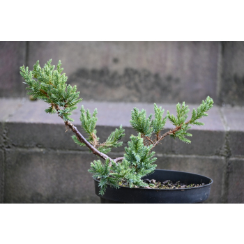 Jalowiec łuskowy Holger - Juniperus squamata 0002