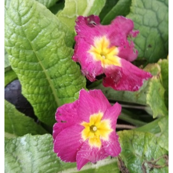 Pierwiosnek bezłodygowy-Primula acaulis