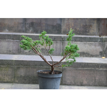 Jałowiec chiński Shimpaku - Juniperus chinensis 0085