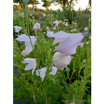 Platykodon różowy-Platycodon grandiflorus
