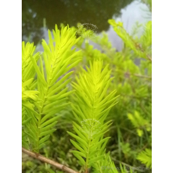 Cypryśnik błotny-Taxodium distichum
