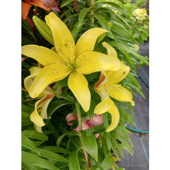 Lilia azjatycka Bright Pixie-Lilium asiatic