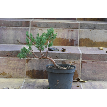 Jałowiec chiński Shimpaku - Juniperus chinensis 0089