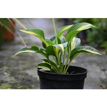 Funkia  Lakeside Paisley Print - Hosta