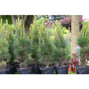 Sosna czarna Green Tower - Pinus nigra