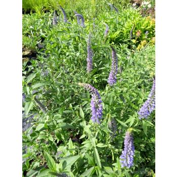 Przetacznik siwy - Veronica spicata