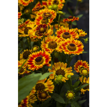 Dzielżan ogrodowy Mariachi Fuego - Helenium x hybridum