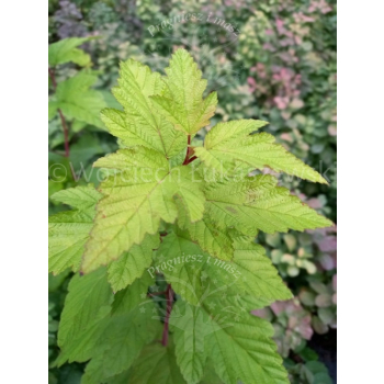 Pęcherznica kalinolistna Luteus-Physocarpus opulifolius