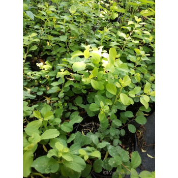 Tawuła brzozolistna Tor-Spiraea betulifolia