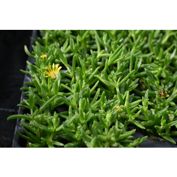 Delosperma Solstice Yellow - Delosperma cooperi