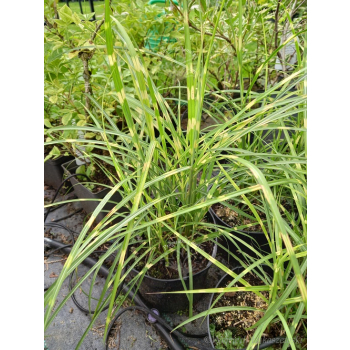 Miskant chiński Strictus Dwarf-Miscanthus sinensis