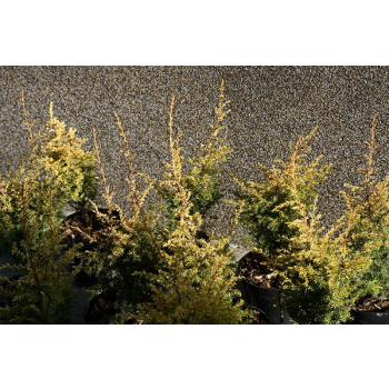 Jałowiec pospolity Suecica Aurea-Juniperus communis