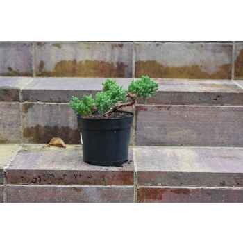 Jałowiec rozesłany Nana - Juniperus procumbens 0029