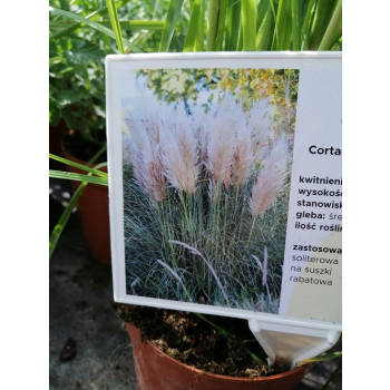 Trawa pampasowa Pink Feather - Cortaderia selloana
