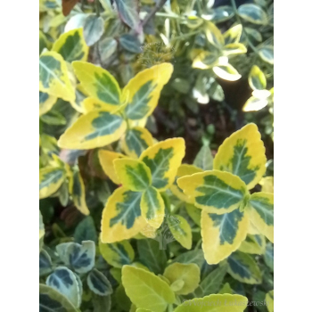 Trzmielina Emerald`n Gold-Euonymus fortunei