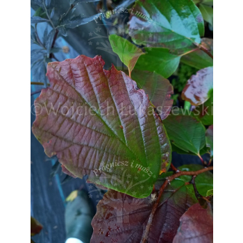 Fotergilla większa-Fothergilla major