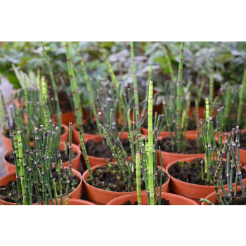 Skrzyp zimowy - Equisetum hyemale