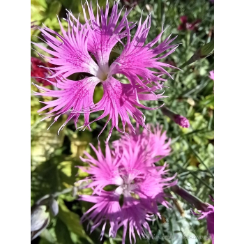 Goździk wspaniały-Dianthus superbus