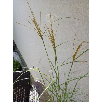 Miskant chiński Silberspinne-Miscanthus sinensis