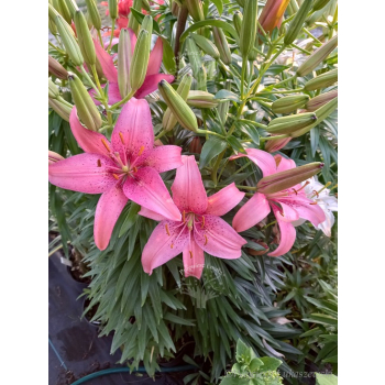 Lilia azjatycka Sorocaba-Lilium asiatic