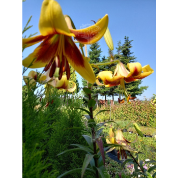 Lilia drzewiasta Debby-Lilium oriental