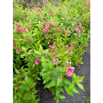 Krzewuszka Big Love-Weigela