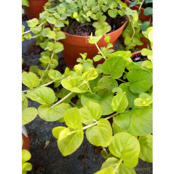 Tojeść rozesłana-Lysimachia nummularia Goldilocks