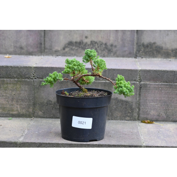 Jałowiec rozesłany Nana - Juniperus procumbens 0021