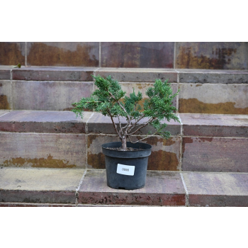 Jałowiec chiński Shimpaku - Juniperus chinensis 0090