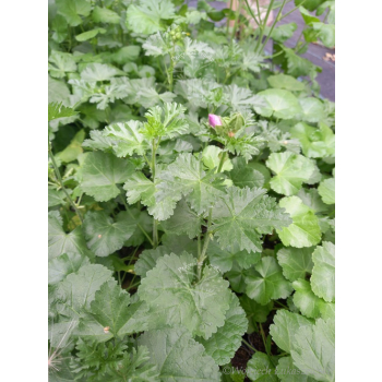 Ślaz piżmowy różowy-Malva moschata