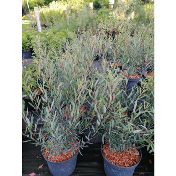 Wierzba purpurowa Nana - Salix purpurea Nana
