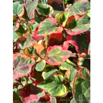 Tułacz pstry-Houttuynia cordata
