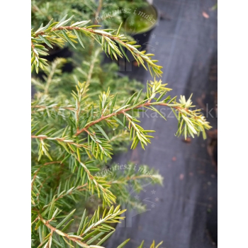 Choina kanadyjska-Tsuga canadensis