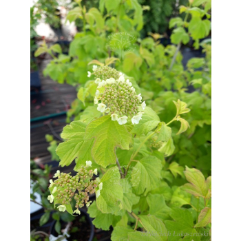 Kalina koralowa Park Harvest-Viburnum opulus