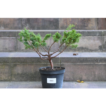 Jałowiec chiński Shimpaku - Juniperus chinensis 0083