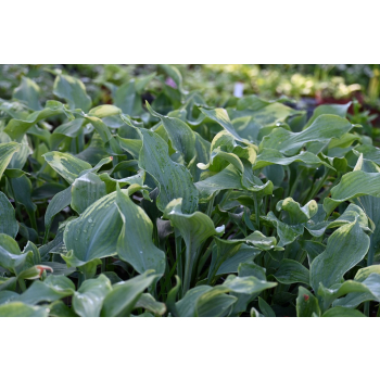 Funkia Diamond Lake - Hosta sieboldiana