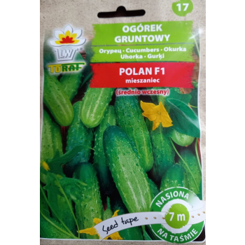Ogórek Polan F1 taśma
