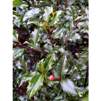 Ostrokrzew Blue Princess-Ilex x meserveae
