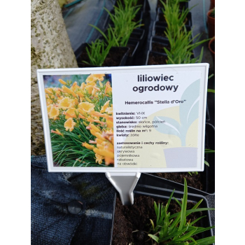 Liliowiec ogrodowy Stella d`Oro - Hemerocallis Stella d`Oro