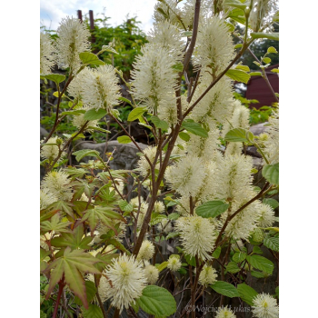 Fotergilla mieszańcowa Beaver Creek - Fothergilla x intermedia