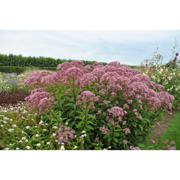 Sadziec Baby Joe - Eupatorium maculatum