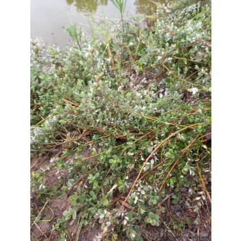 Wierzba fińska-Salix x finmarchica