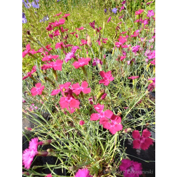 Goździk siny-Dianthus gratianopolitanus