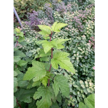Pęcherznica kalinolistna Luteus-Physocarpus opulifolius