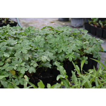 Bodziszek versicolor - Geranium
