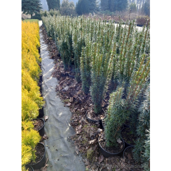 Taxus baccata Kazimierz Nowak